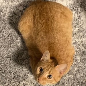 Meet your Posher, Mia